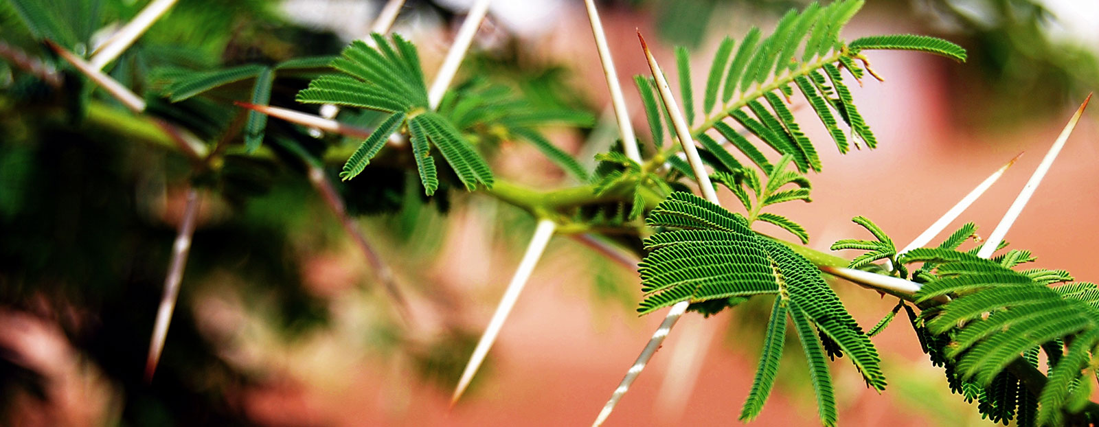 Acacia Senegal